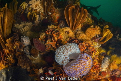 The Circle of Life
Gas flame Nudibranchs paring up for r... by Peet J Van Eeden 